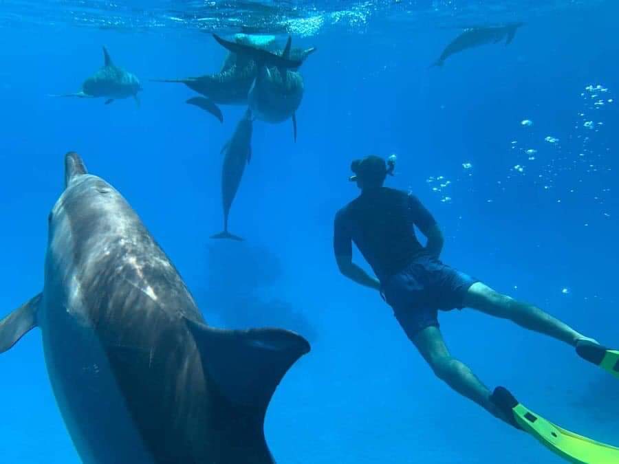 The most powerful company to book a dolphin house trip Hurghada